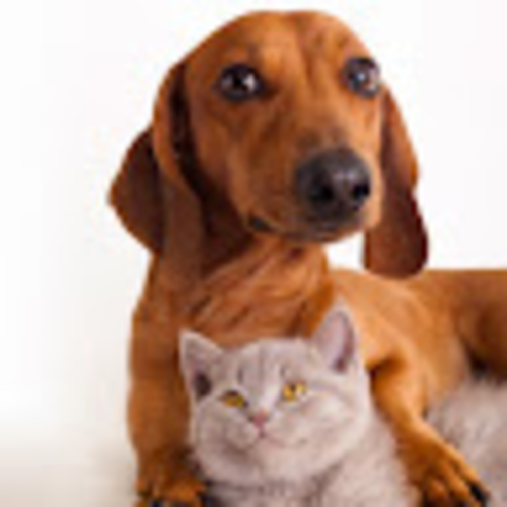 Meet your Posher, Donfra